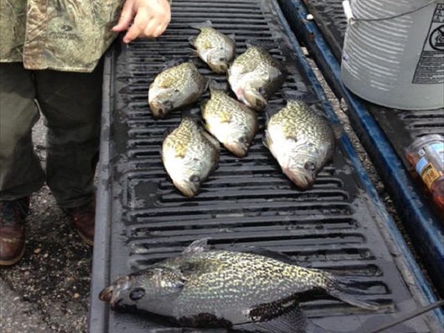 5_nice_crappie