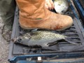 Brads_Georgia_Crappie